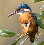 Common Kingfisher