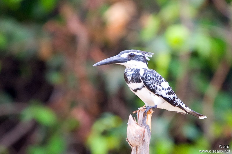 Pied Kingfisher, identification