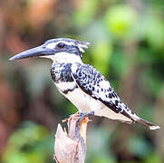 Pied Kingfisher