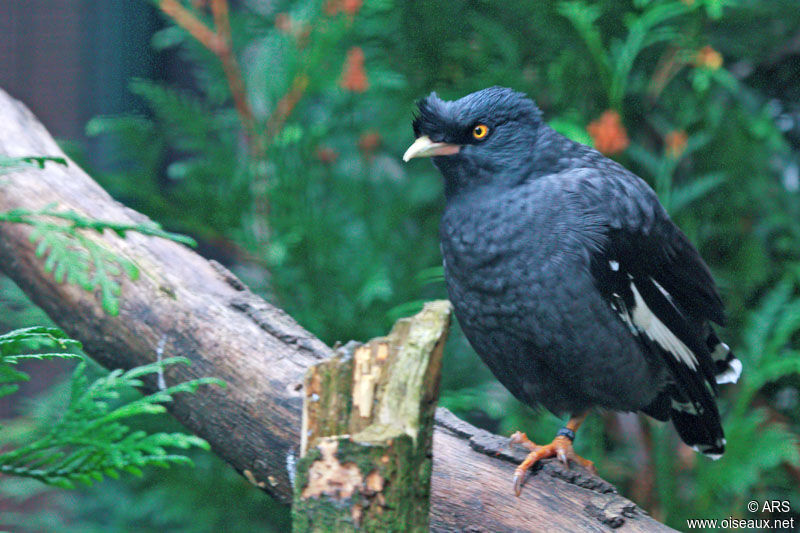 Crested Myna, identification