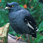 Crested Myna