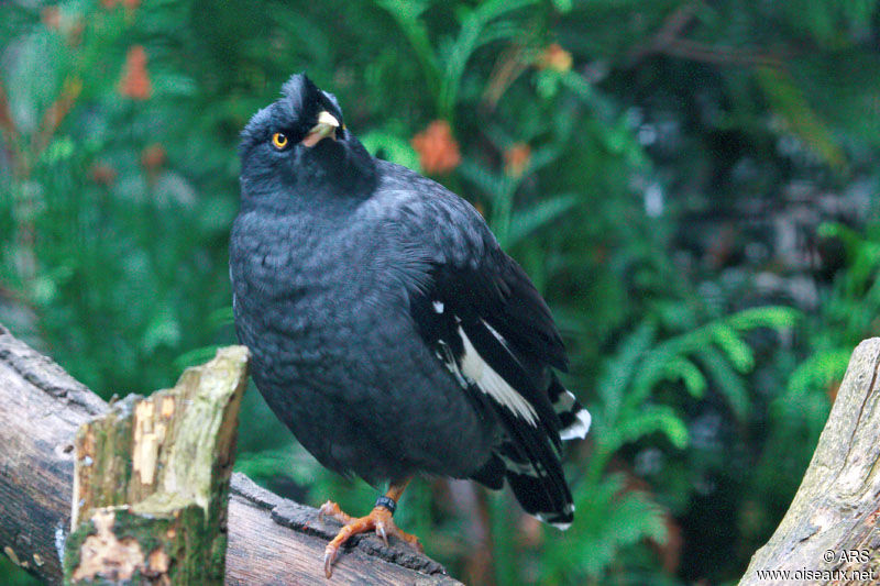 Crested Myna, identification