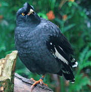 Crested Myna