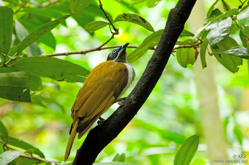 Blue-faced Honeyeater, identification