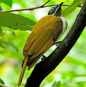 Blue-faced Honeyeater