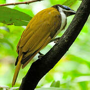 Blue-faced Honeyeater