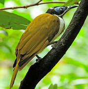 Blue-faced Honeyeater