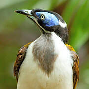 Blue-faced Honeyeater