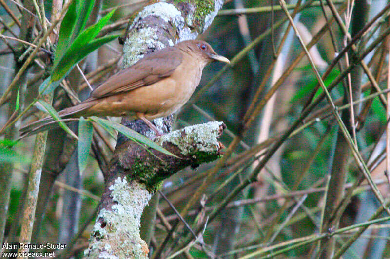 Clay-colored Thrushadult, identification