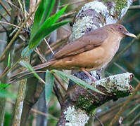 Clay-colored Thrush