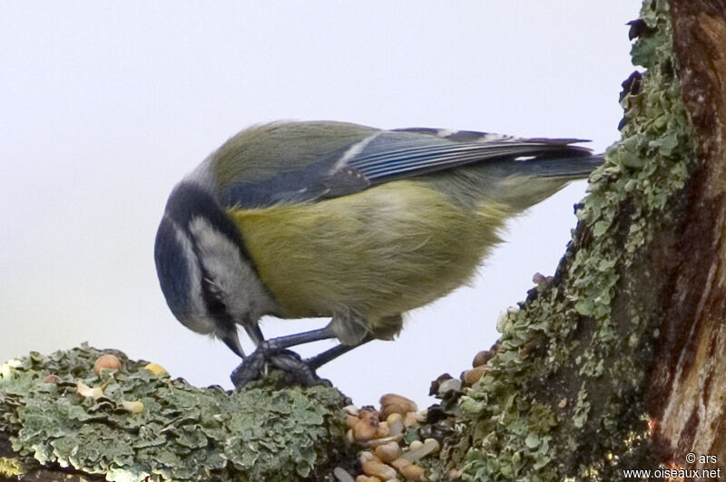 Mésange bleue, régime, Comportement