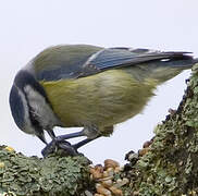 Eurasian Blue Tit