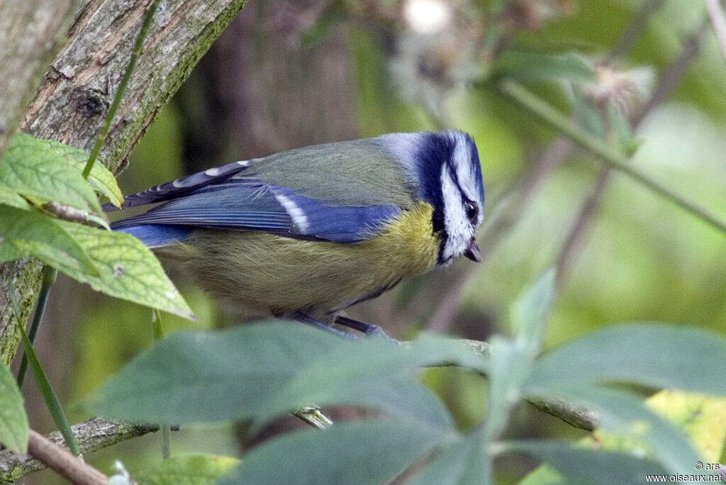 Eurasian Blue Tit, identification