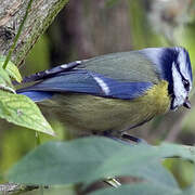 Eurasian Blue Tit