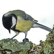 Great Tit