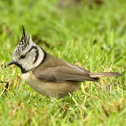 European Crested Tit