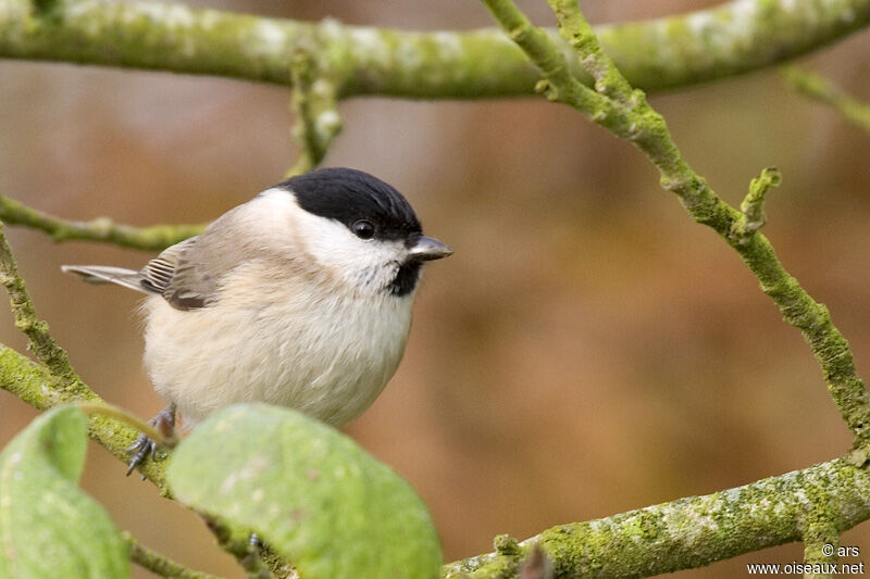 Mésange nonnette, identification