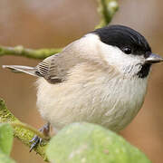 Marsh Tit