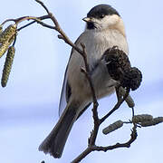 Marsh Tit