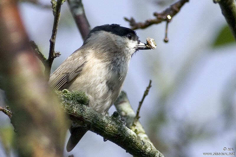 Marsh Tit, feeding habits