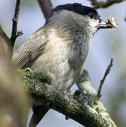 Marsh Tit