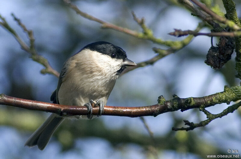 Marsh Tit, identification