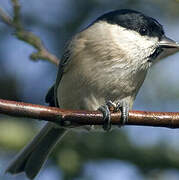 Marsh Tit