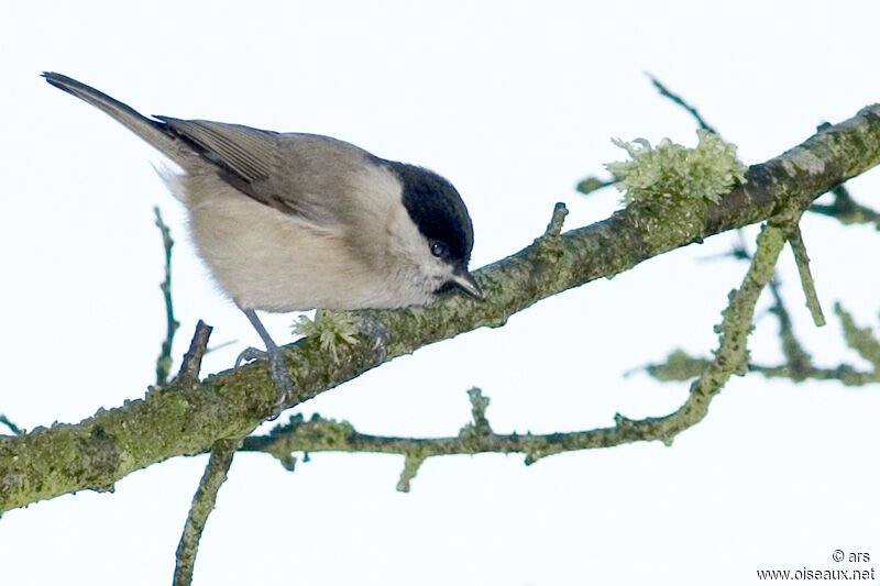 Mésange nonnette, identification