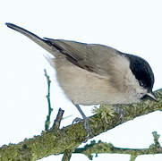 Marsh Tit