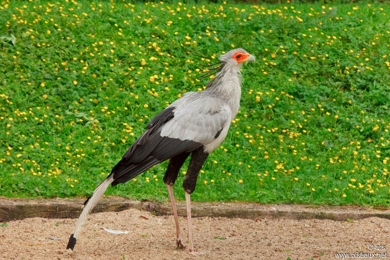 Secretarybird, identification