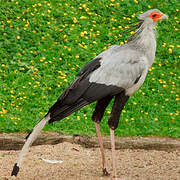 Secretarybird