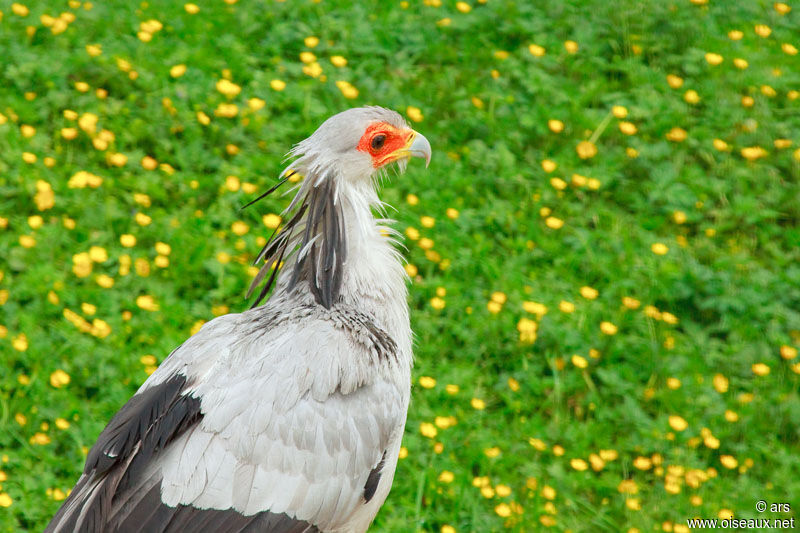 Secretarybird, identification