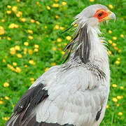 Secretarybird