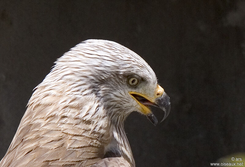 Black Kite, identification