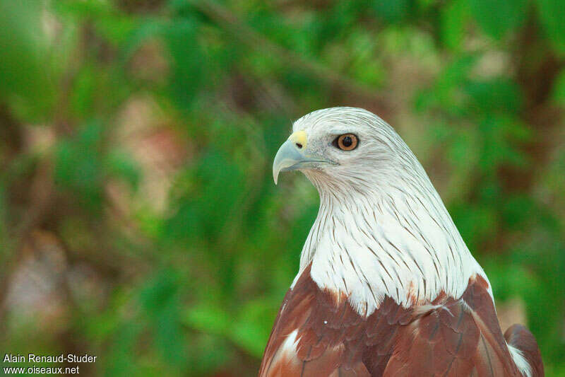 Brahminy Kiteadult, close-up portrait