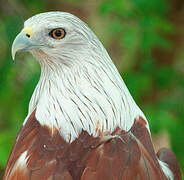 Brahminy Kite