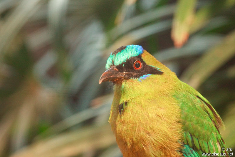 Motmot d'Équateur, identification