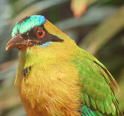 Motmot d'Équateur