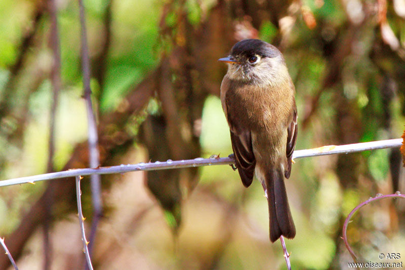 Black-capped Flycatcheradult, identification