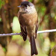 Black-capped Flycatcher