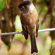 Black-capped Flycatcher