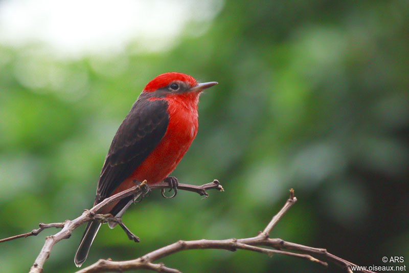Scarlet Flycatcher male, identification