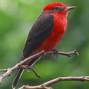 Scarlet Flycatcher