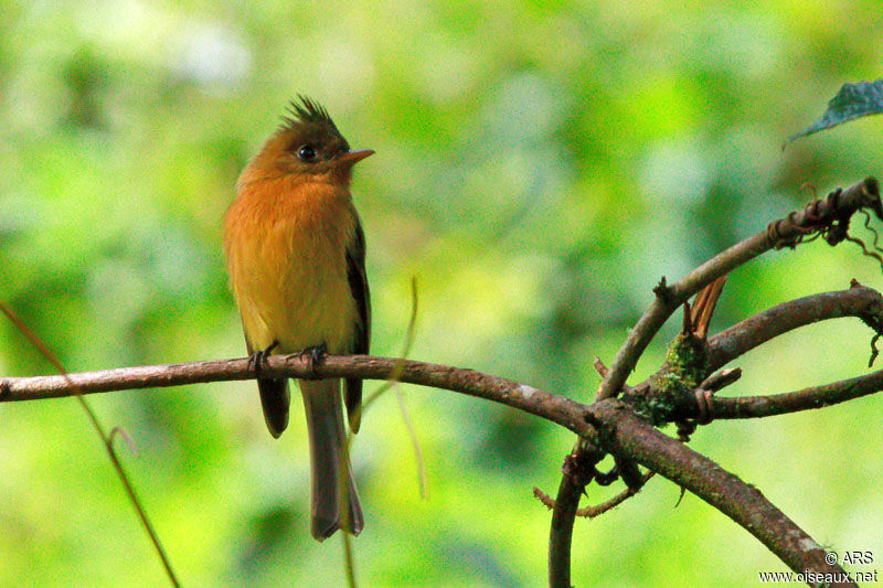 Northern Tufted Flycatcher male adult, identification