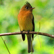 Northern Tufted Flycatcher