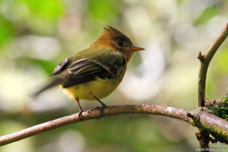 Northern Tufted Flycatcher male adult, identification