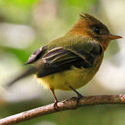 Northern Tufted Flycatcher