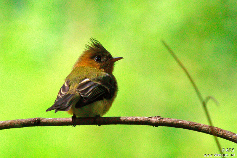 Northern Tufted Flycatcher male adult, identification