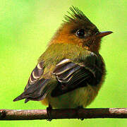 Northern Tufted Flycatcher