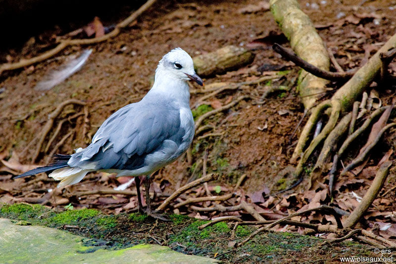 Mouette atricille, identification